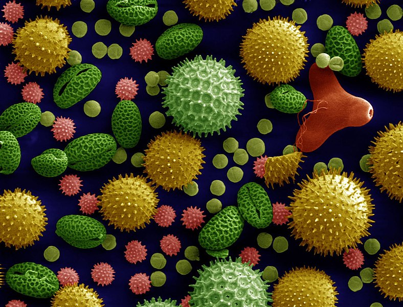 A colorized microscope image of pollen, the main cause of seasonal allergies